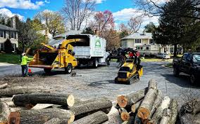 How Our Tree Care Process Works  in  Burtonsville, MD